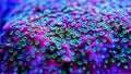 Macro shot on montipora short stony polyps coral Royalty Free Stock Photo