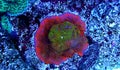 Macro shot on Montipora short stony polyps coral Royalty Free Stock Photo