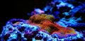 Macro shot on Montipora short stony polyps coral Royalty Free Stock Photo