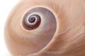 Macro shot of a moon snail Royalty Free Stock Photo