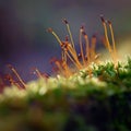 Macro shot of moss. Natural colorful background in the forest with a beautiful detail of a small plant