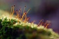 Macro shot of moss. Natural colorful background in the forest with a beautiful detail of a small plant