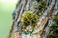 Macro shot of moss on a tree Royalty Free Stock Photo