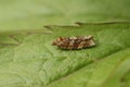 Macro shot of a moth (Heather Tortrix) on the leaf Royalty Free Stock Photo