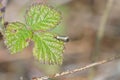 Macro shot of a moth on a small leave Royalty Free Stock Photo