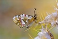 Butterfly perched on a thorny plant Royalty Free Stock Photo