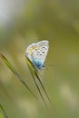 Butterfly Macro Silver-studded Blue