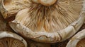 Macro shot of mushroom gills. Close-up mushroom texture photography