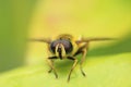 Macro shot of a Myathropa florea Royalty Free Stock Photo