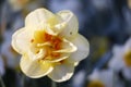 Macro shot of Narcissus jonquilla, rush narcis or jonquil, Keukenhof flower garden, Lisse, Netherlands Royalty Free Stock Photo