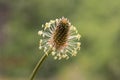 Narrowleaf plantain plantago lanceolata