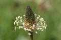 Narrowleaf plantain plantago lanceolata