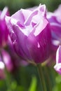 Macro Shot of National Dutch Holland Tulips Of The Selected Sorts