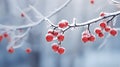 Macro shot of nature landscape or scene. Winter misty background with frozen plants, red berries in snow. Royalty Free Stock Photo