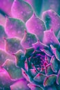 Neon Succulent Macro Royalty Free Stock Photo