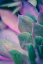 Neon Succulent Macro