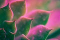 Neon Succulent Macro