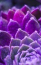 Neon Succulent Macro