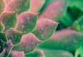 Neon Succulent Macro