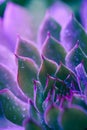 Neon Succulent Macro