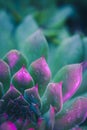 Neon Succulent Macro