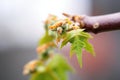 macro shot of new buds on a bonsai tree