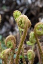 Fiddleheads emerging and unfurling in spring Royalty Free Stock Photo