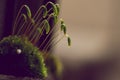 Macro shot of a newly sprouted group of grass