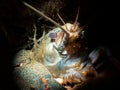 Macro shot of a noble crayfish in a river against a dark background