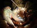 Macro shot of a noble crayfish in a river against a dark background