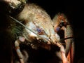 Macro shot of a noble crayfish in a river against a dark background