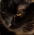 Macro shot of nose of black cat, closeup, selective focus. Feline nose macro. Domestic cat. Vaccination and sterilization concept