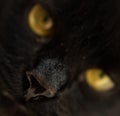 Macro shot of nose of black cat, closeup, selective focus. Feline nose macro. Domestic cat. Vaccination and sterilization concept