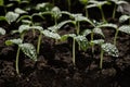 Macro shot of nursery cucumber leaf with water droplets Royalty Free Stock Photo