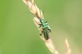 Macro shot of a Oedemera nobilis Royalty Free Stock Photo