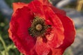 Macro shot ofa bright red poppy Papaver orientale Royalty Free Stock Photo