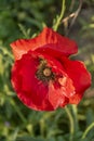 Macro shot ofa bright red poppy Papaver orientale Royalty Free Stock Photo