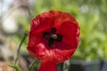 Macro shot ofa bright red poppy Papaver orientale Royalty Free Stock Photo