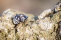 Macro shot of a one hermit crab with a seashell Royalty Free Stock Photo