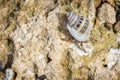 Macro shot of a one hermit crab with a seashell Royalty Free Stock Photo