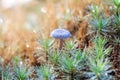 Macro shot of one little fresh mushroom at dawn Royalty Free Stock Photo