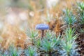 Macro shot of one little fresh mushroom at dawn Royalty Free Stock Photo