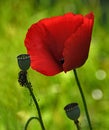 Macro shot of one red poppy and two buds in the field. Royalty Free Stock Photo