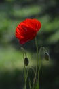 Macro shot of one red poppy with two buds on green nature Royalty Free Stock Photo