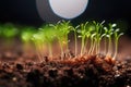 macro shot of onion sprouts breaking through soil Royalty Free Stock Photo