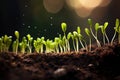 macro shot of onion sprouts breaking through soil Royalty Free Stock Photo