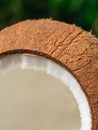 Macro shot of open coconut, coconut texture