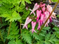 Macro shot of the opened and long shaped cluster of pink flowers of flowering plant wild or fringed bleeding-heart, turkey-corn Royalty Free Stock Photo