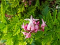 Macro shot of the opened and long shaped cluster of pink flowers of flowering plant wild or fringed bleeding-heart, turkey-corn Royalty Free Stock Photo