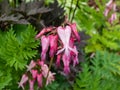 Macro shot of the opened and long shaped cluster of pink flowers of flowering plant wild or fringed bleeding-heart, turkey-corn Royalty Free Stock Photo